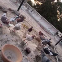 کفتر پرشی|پرنده|تهران, ازگل|دیوار