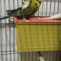 مرغ عشق پروانه ای معاوضه