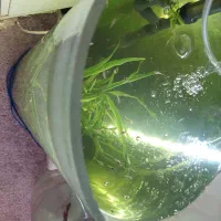 فروش تعدادی ماهی و آکواریوم استوانه ای