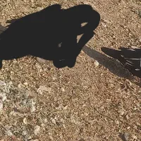 اردک اسرائیلی طبیعی