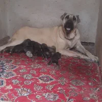 واگذاری ماده سرابی اصیل جومیانه