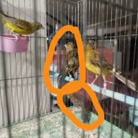 دوتا جوجه قناری سبز تقریبا پنجاه روزه