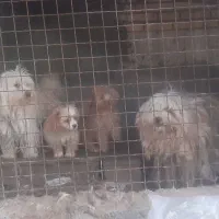 توله پا کوتاه فروشی