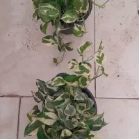 قلبی هویا،سینگونیوم موجیتو ،آگلونما.گلخانه|گل و گیاه طبیعی|مشهد, حسابی جنوبی (شهرک غرب)|دیوار