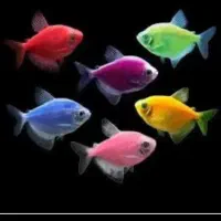 ماهی کالر ویدو رنگی|ماهی|قزوین, |دیوار