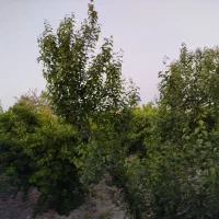 زمین