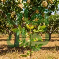 جشنواره پاییزی فروش نـهــال تا 40٪ تخفیف ویژه|خدمات باغبانی و درختکاری|اردبیل, |دیوار