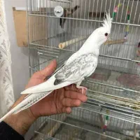 فروش یک عدد عروس هلندی البینو نر سخنگو واضح و کامل