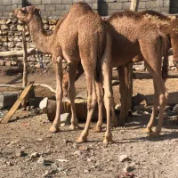 چهاره‌‌نفر‌کره‌شتر‌فروشی‌