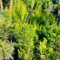 کاج لاوسون نایلکسی|حراج|کلاچای, |دیوار