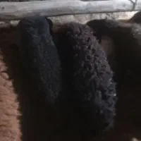 بره ماده گوسفند