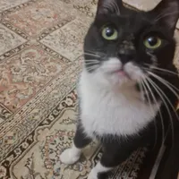 واگذاری گربه نالا