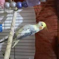 عروس هلندی (نر)|پرنده|ری, علایین|دیوار