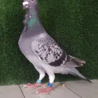 ۲عدد سینه فر