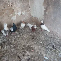 کبوتر|پرنده|آباده, |دیوار