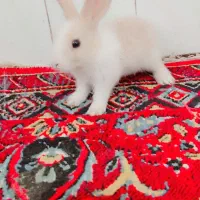 خر گوش|موش و خرگوش|زابل, |دیوار