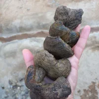 تعدای فسیل کلکسیونی|جواهرات|خرمآباد, |دیوار