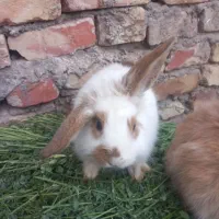 دوعددخرگوش لپ