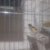 سلام .یک عدد قناری نر جوان خوی|پرنده|خمینیشهر, |دیوار