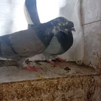 کبوتر.|حیوانات|سیمین شهر, |دیوار