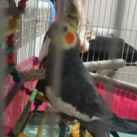 دو عدد عروس هلندی نر فوری|پرنده|تهران, مینای شمالی (مخبر)|دیوار