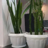 گل طبیعی|گل و گیاه طبیعی|لردگان, |دیوار