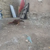 مرغ. لاری اصیل|حیوانات مزرعه|مرند, |دیوار