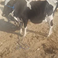 گاو گوساله دورگ|حیوانات مزرعه|ارژن, |دیوار