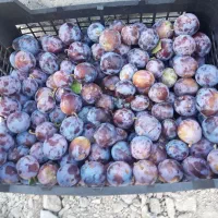 فروش الوبخارا