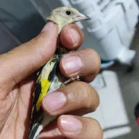 ۳ تا جوجه سهره نر