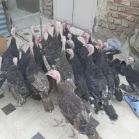 بوقلمون محلی