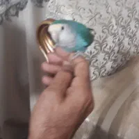 طوطی برزیلی|پرنده|ری, ظهیرآباد|دیوار