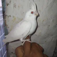 عروس هلندی|پرنده|بیرجند, |دیوار