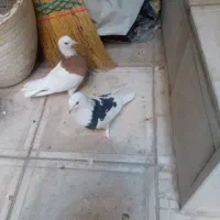 کبوتر و ملافه