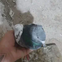همه نمونه کبوتر از ۸۰۰|پرنده|شیراز, فرهنگ شهر|دیوار