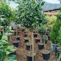 یاس هلندی پایدار جعبه