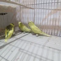 مرغ عشق|پرنده|پارسیان, |دیوار