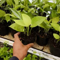 پتوس نئون فسفری