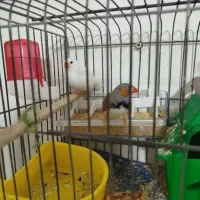 یک جفت فنچ با قفس و وسایل فروش فوری