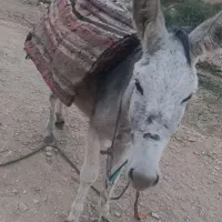 الاغ خر|حیوانات مزرعه|بروجن, |دیوار