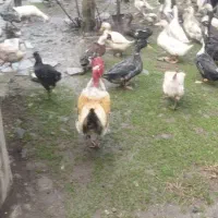 فروش کلی و تکی اردک محلی،پکنی،هوایی|حیوانات مزرعه|رودسر, |دیوار