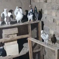 کبوتر رنگی پرنده