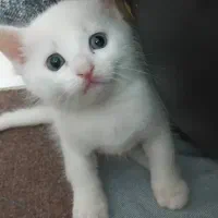 گربه پرشین و میکس|گربه|گرگان, |دیوار