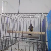 سره کرمانی|پرنده|فولادشهر, مسکن مهر فولادشهر|دیوار