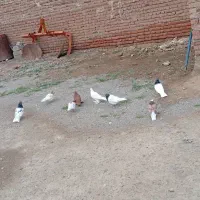 کبوتر