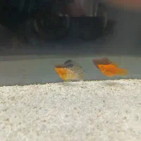 ماهی مولی بالن