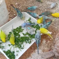 مرغ عشق|پرنده|گنبد کاووس, |دیوار