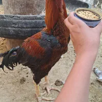 خروس لاری|حیوانات مزرعه|کوخرد هرنگ, |دیوار