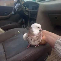 طوقی خرمایی خال دار