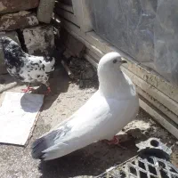 کفتر|پرنده|سردشت, |دیوار